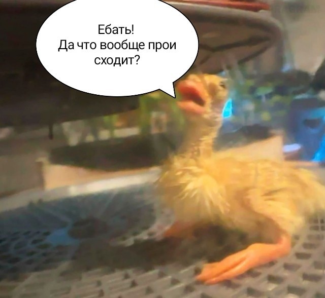 Милота дня: в инете набирают популярность фотки новорождённого утёнка, которого только что достали из инкубатора
