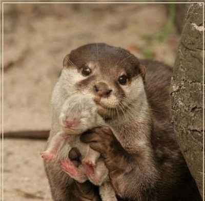 Хозяин, всё, я украл...теперь БЕЖИМ!