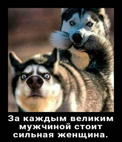 Веселые картинки в маленькую пятницу (19.11)