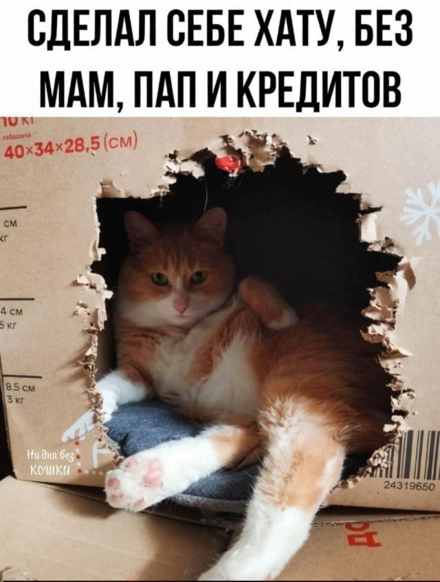 К котовторнику: подборка картинок-баянов с котиками и про котиков. Выпуск 32.