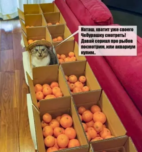 Котямбосы