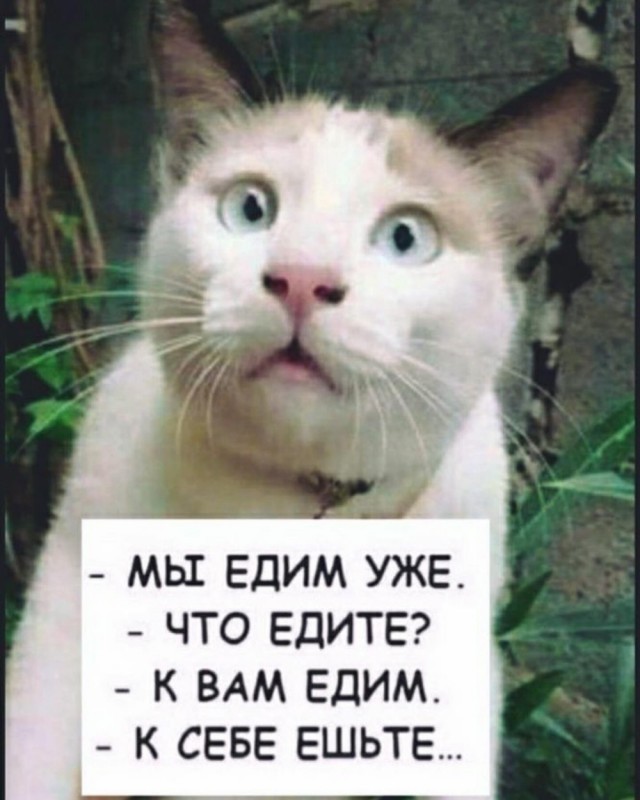 Кото вторник же!