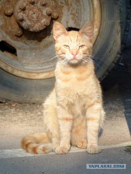 Котовторник 23.07.2013