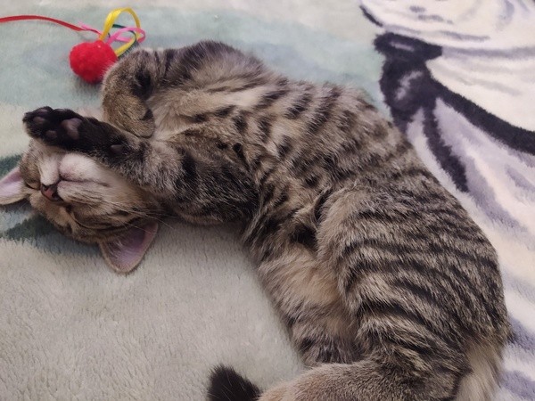 Кот в котовторник