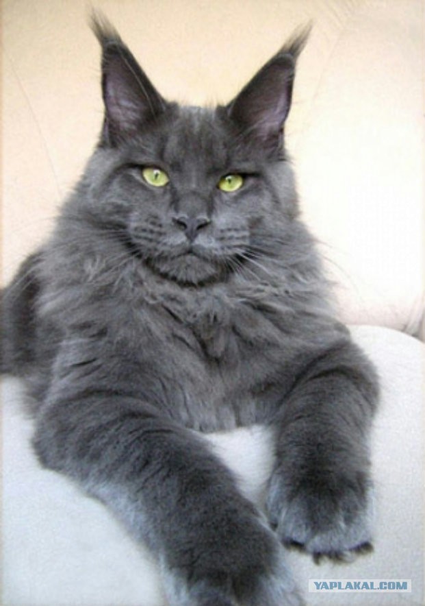 Вот это котэ)