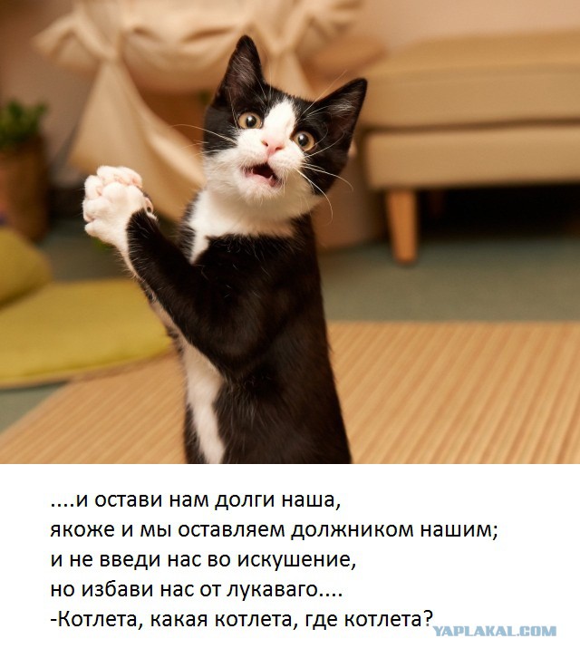 Котовторник 27.5.2014