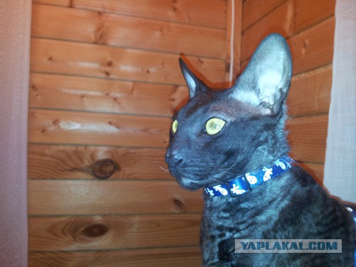Котовторник 05.08.2014