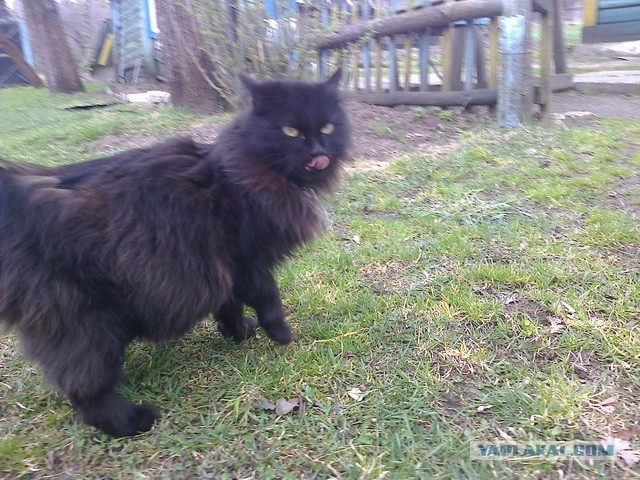 Котовторник 25.11.2014