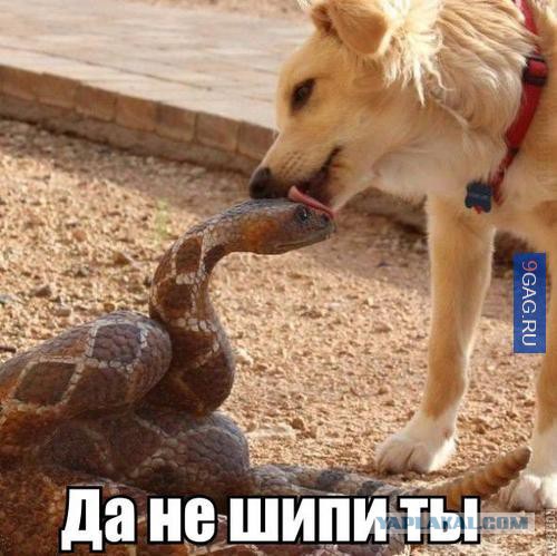 Животные на позитиве