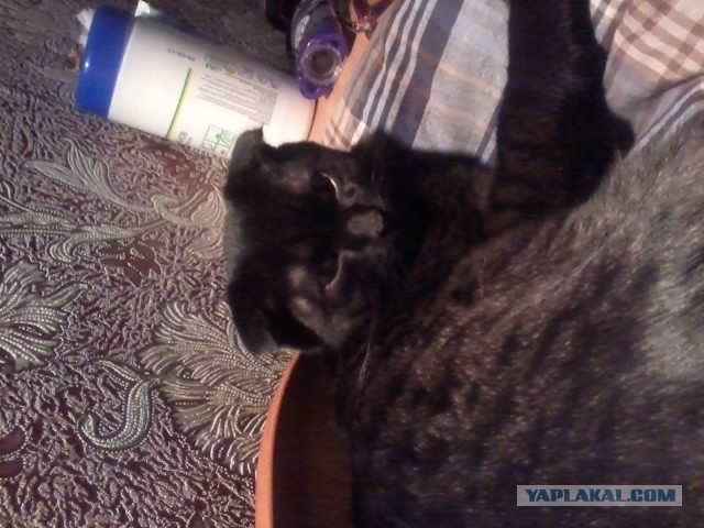 Котовторник