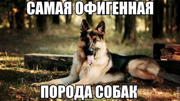 Приколы из сети