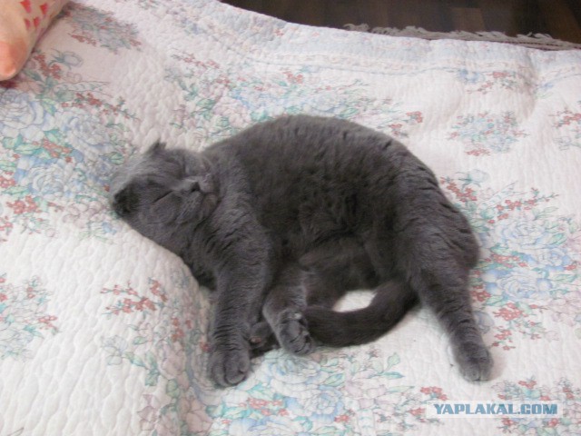 Котовторник