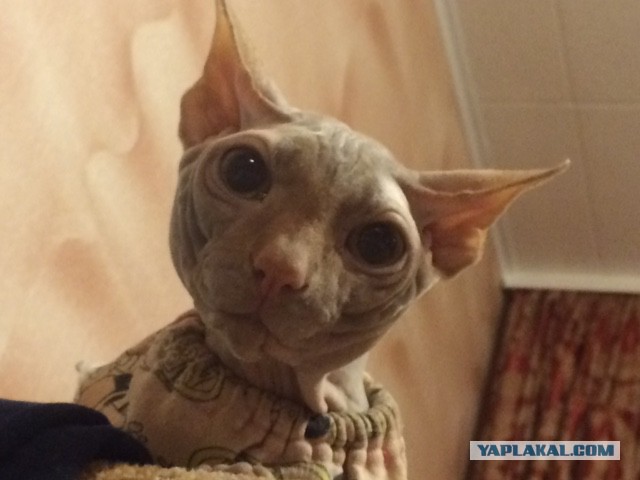 Котовторник  01.03.2016