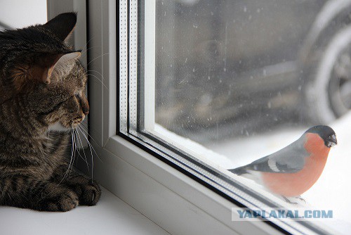 Котовторник  01.03.2016