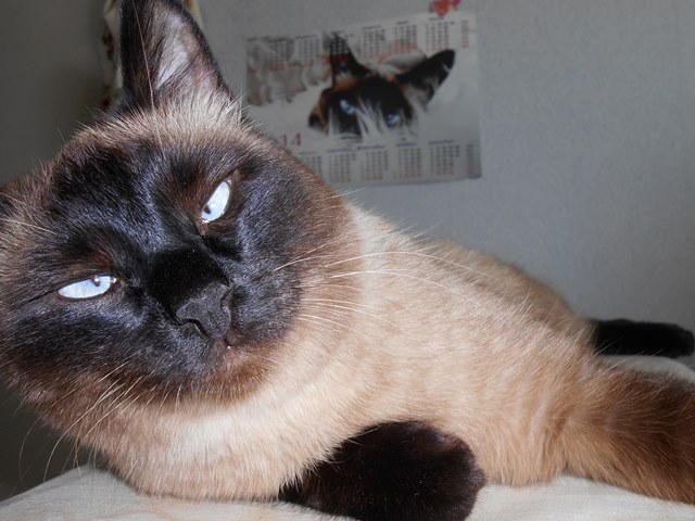 Котовторник 29.03.2016