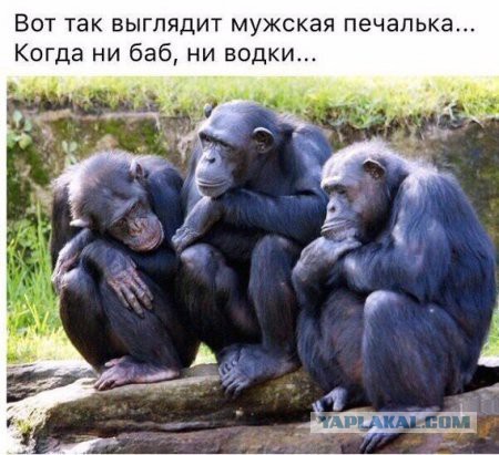 Подборка веселых картинок на выходные