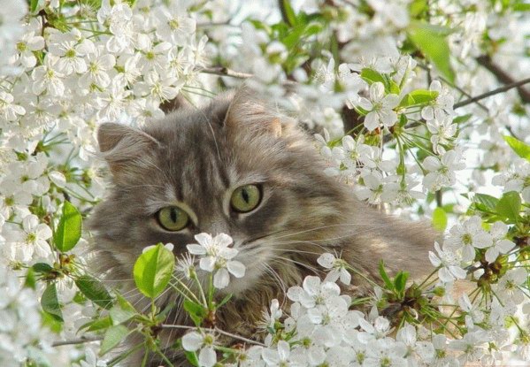 Вторничный котомёт