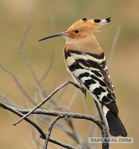 Каких птиц вы видите в городе?