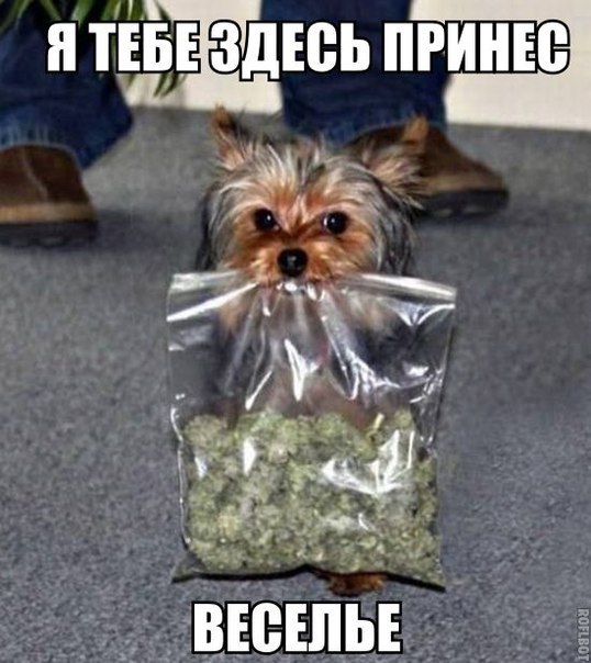 Прикольные животные