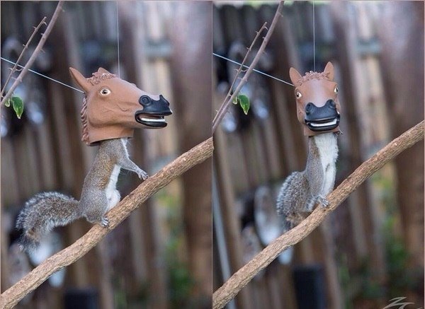 Прикольные животные