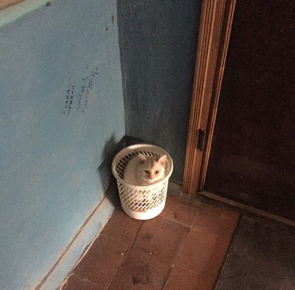 Прикольные животные