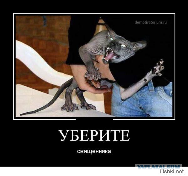 Cамый злой кот в мире