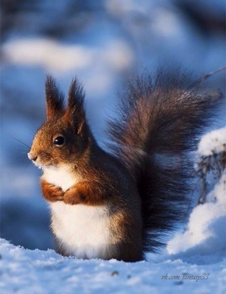 Самые смешные животные
