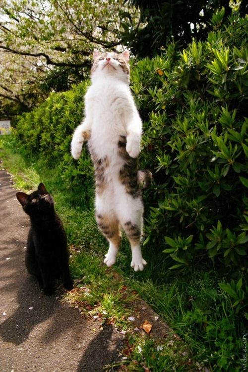 Коты из сети
