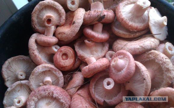 Британцы составили список вкусностей из России, которых миру не хватает