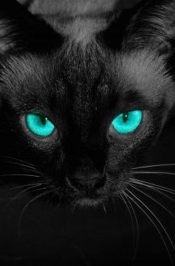 Коты и Кошки