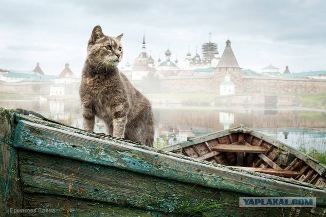 Почему мы любим кошек?
