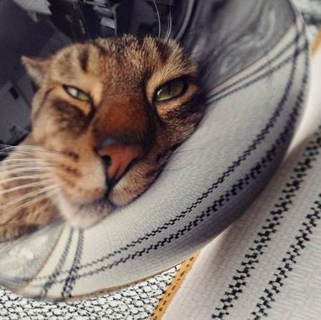 Коты и Кошки