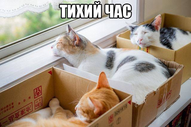Коты и Кошки