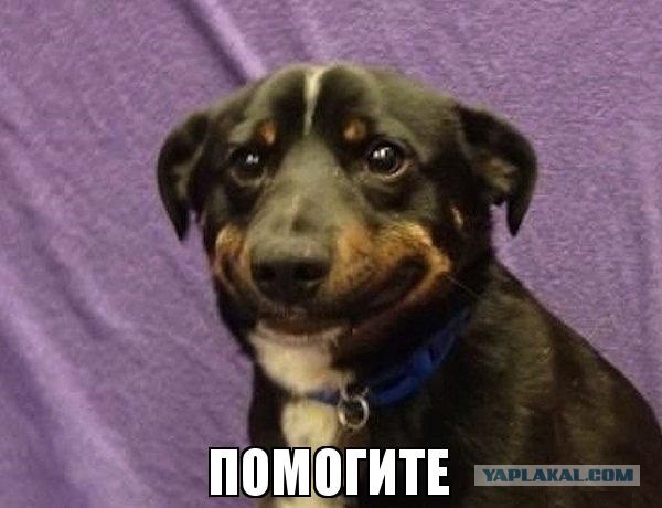 Ах ты, собака!