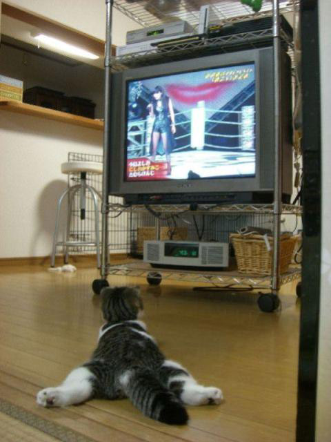 Котовторник на ЯПлакалъ (20.05.08), прикольные коты, добавляем свои!