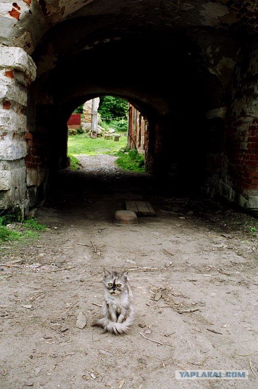 Котовторник на ЯПлакалъ 08.07.2008