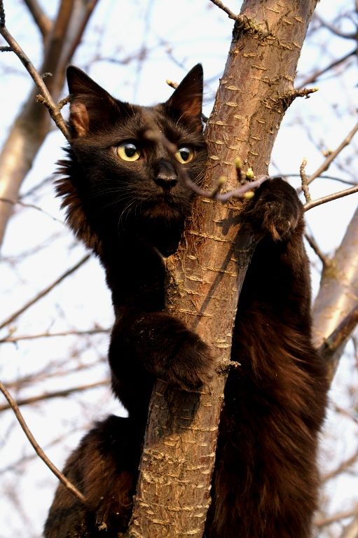 Уррааа! Котовторник на ЯПлакалъ!