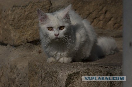 Котовторник на ЯПлакалъ! От числа 09.09.08