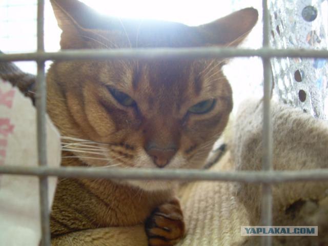 Кошак в шоке
