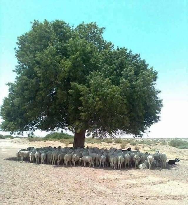 Живность из сети