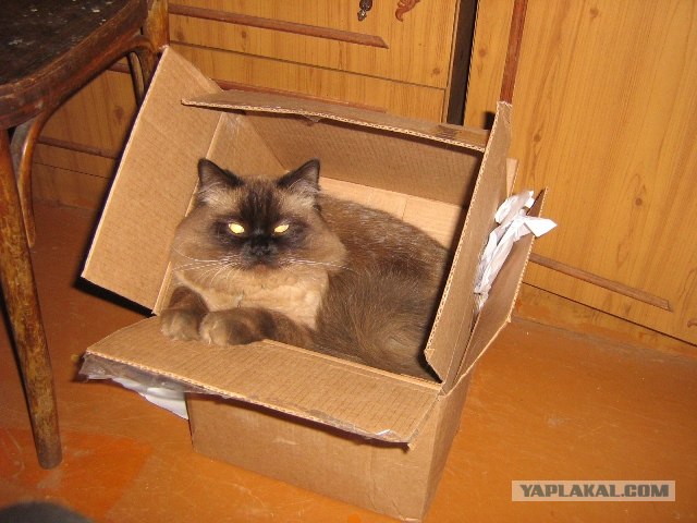В рамках "Котовторника" (35 фот)