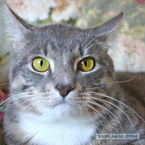 Котейкин вторник! Космический 12.04!