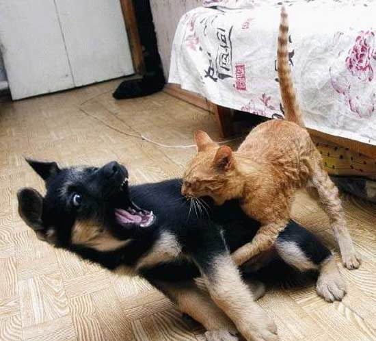 Пятница. Коты vs собаки.