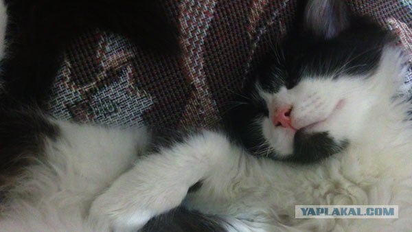 Сонный Котовторник