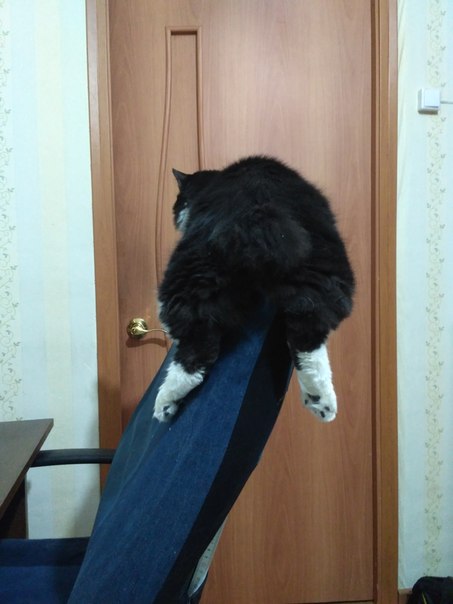 19 шикарных кошек, которые стоят целое состояние