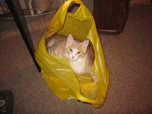Котовторник 22.11.11