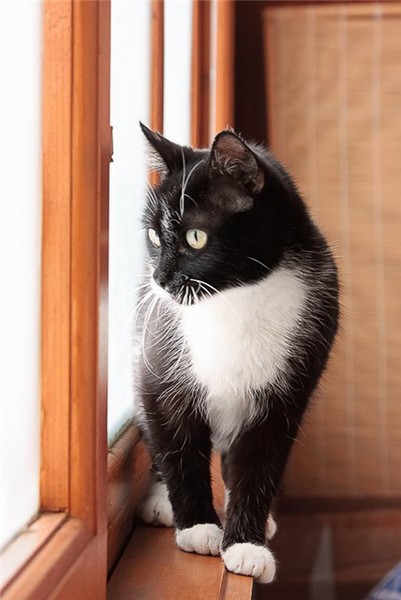 Котовторник   5.06.2012