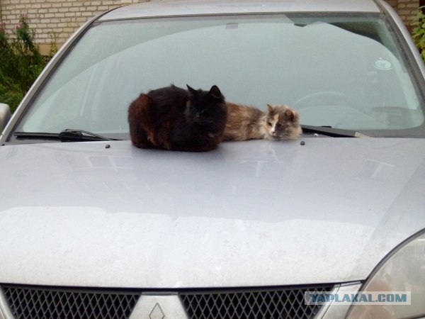 Котовторник ( 23.10. 2012. )