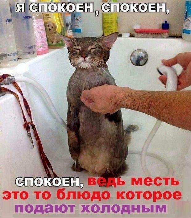 Картинки с котами и про котов