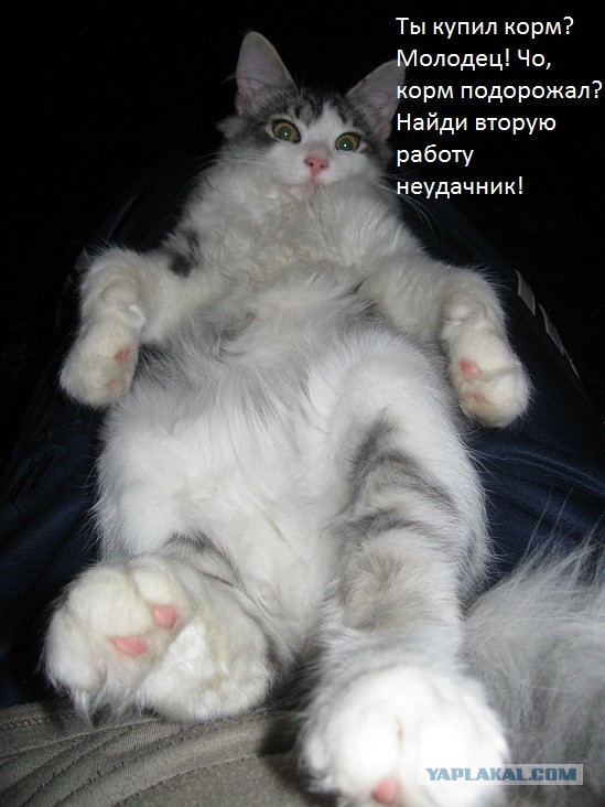 Подонковщина